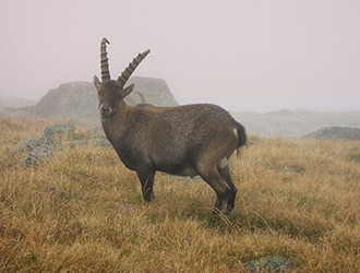 alpinismo-fauna