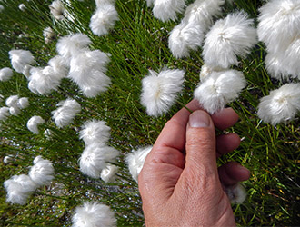 escursionismo-fiori-di-alta-montagna